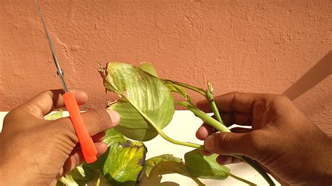 Change the water at least once or twice a week. How to grow money plant in water bottle - Prakratik