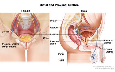 The broad ligament can be further divided into three components that are linked to different parts of the female reproductive organs: がん情報サイト｜PDQ®日本語版(患者様向け)