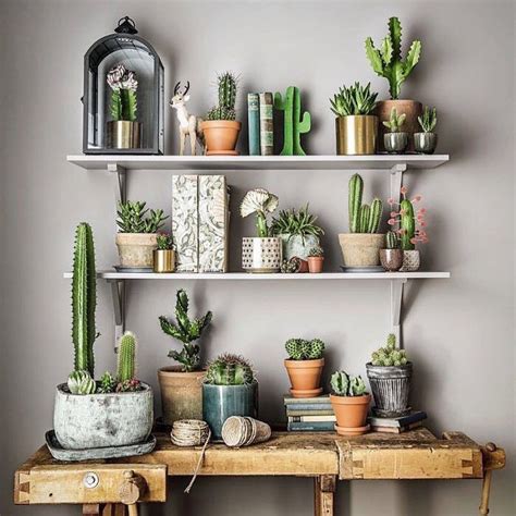 How often should i water my cactus? Cactus by @botanybox #cactusmagazine #succulent # ...