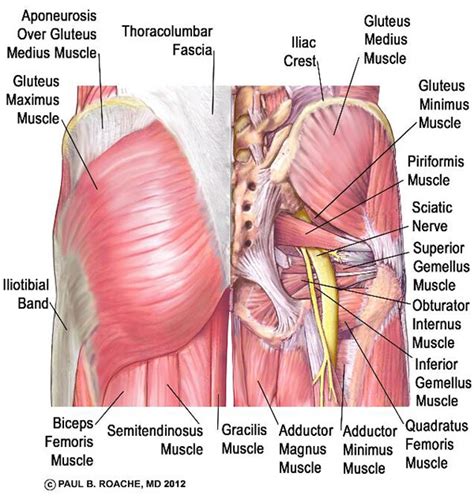 Semimembranosus, semitendinosus and biceps femoris). Glute Muscles Anatomy - Anatomy Drawing Diagram