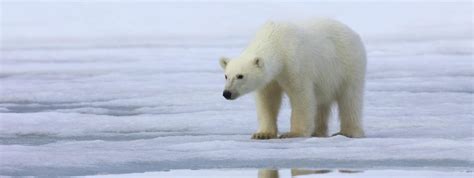 Téléchargez des photos ours polaire abordable et rechercher parmi des millions de photos libres de droits. Ours Polaire Maigre Fake - Pewter