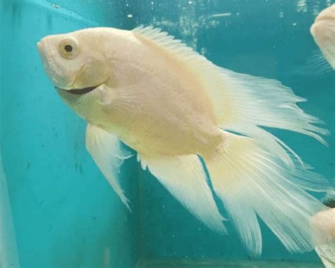 Ikan jenis ini bisa dibilang paling bagus dan dapat dijual dengan harga yang mahal. Harga Ikan Oskar / Jenis Ikan Oscar Dan Harganya Di Pasaran Jenis Net / Cara membedalkan ikan ...