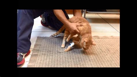 They can't spread to other parts of your. Cat with Brain Tumor Pre-Surgery | Southeast Veterinary ...