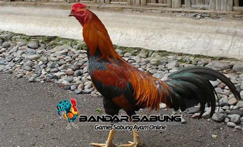 Ayam panggang bu suryani dimasak dengan bumbu pilihan. Tips Sukses Ternak Ayam Jawa Randu versi BandarSabung.com