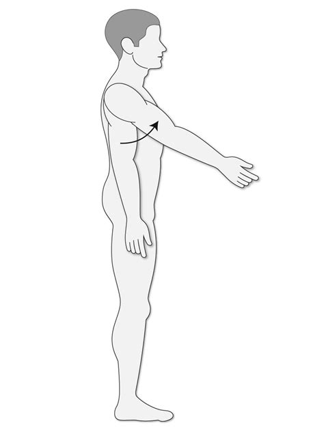 Shoulder radiology & anatomy at usuhs.mil. Biceps Brachii Muscle (Sample Lesson) - Human Bio Media