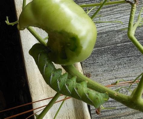 We did not find results for: Dealing with Cutworms→Cutworms - Garden.org