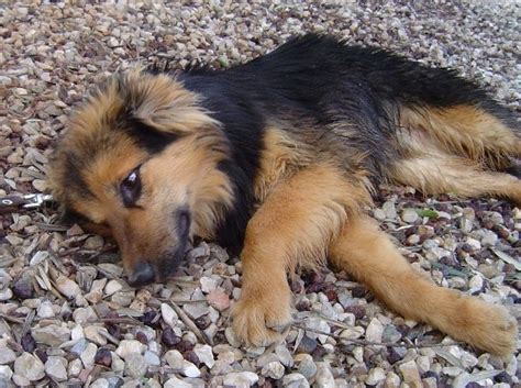 Sie ist jetzt neun wochen alt. Happy End EINSTEIN, Altdeutscher-Schäferhund Mix (Rüde ...