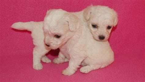 These 4 week old manmade kennels puppies are officially transition to raw meats. Because of the excellent temperament of the Bolognese ...