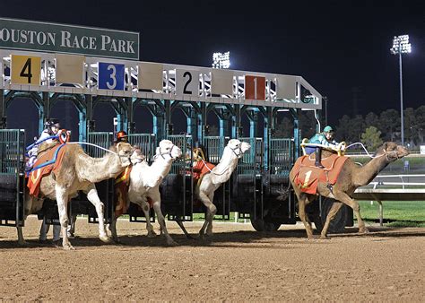 Camels, ostriches, zebras race for charity at lone star park. Sam Houston Race Park Announces 2017 Promotional Schedule ...