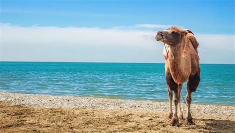 Over 10,000 camels will be shot from helicopters to stop them drinking water in drought ravaged south australia. What do Camels Eat? The Camels' Diet in a Nutshell