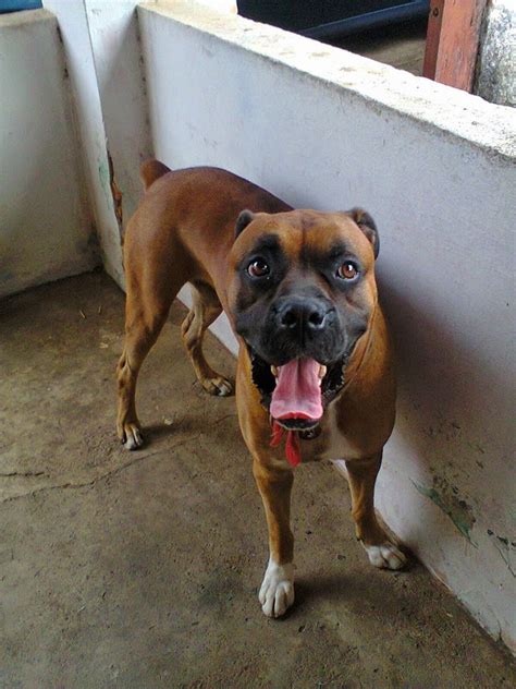 Alguns consideram uma miniatura do dobermann. Amor sem preço: PROCURA-SE POR SHARK, CACHORRO BOXER, COR ...