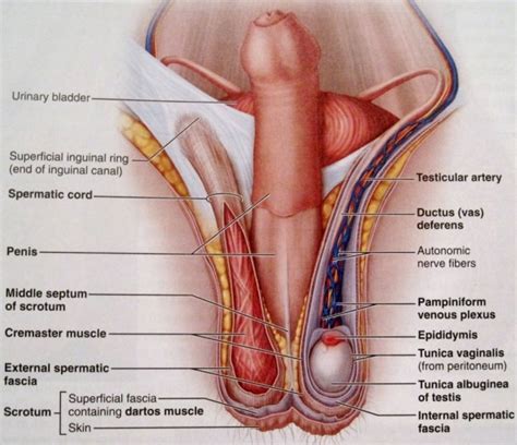 This process is known as menstruation. Female Anatomy Diagram