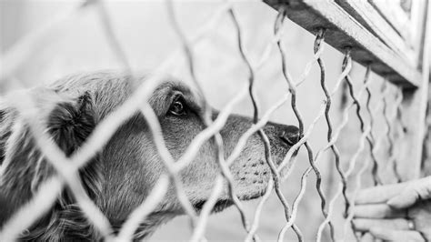 She understands the bond you and your pet share and how difficult it is to make the choice. Pet Euthanasia Cost Los Angeles - Animal Friends