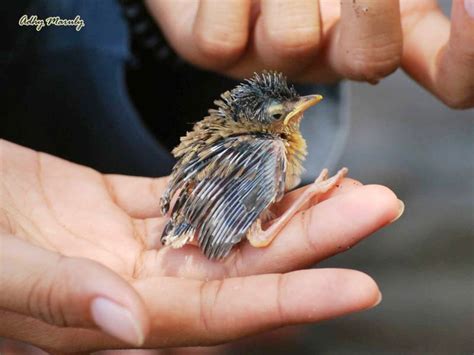 Cara membedakan cici jantan dan betina. Vidio Suara Cici Padi Betina : Burung Cici Padi Si Burung ...