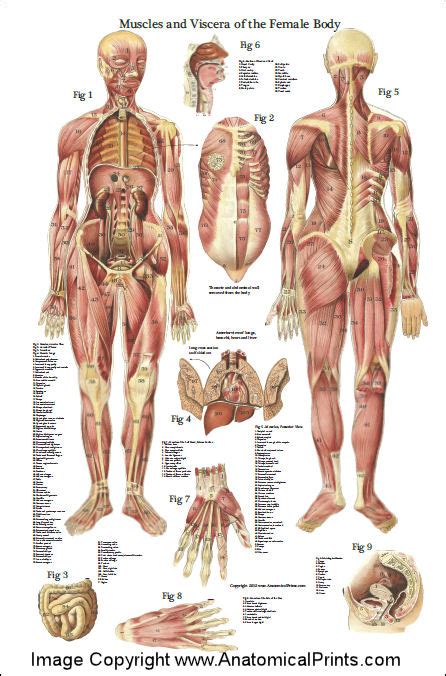 Overweight female skeleton with back pain. Female Muscles and Viscera Anatomy Poster 24 x 36