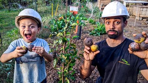 Unless you order from a specialty grower, you don't need to worry about SAVING OUR NUTS & Fruit Trees from COLD & CRITTERS - YouTube