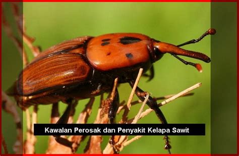 Hepatitis a didefinisikan sebagai penyakit peradangan organ hati yang disebabkan oleh infeksi virus hepatitis tipe a. Kawalan Perosak dan Penyakit Kelapa Sawit ...
