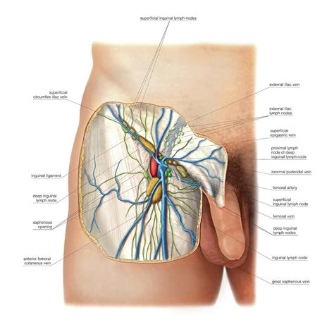 Pain in the groin area arises from conditions affecting a variety of organs, including musculoskeletal pain or pain related to the male reproductive organs. Lymphoid System Of The Groin Photograph by Asklepios ...