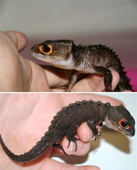 The good news is that even people who think they can't draw can learn the basics. Good Lizards For Pets For Beginners