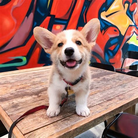 I have five akc welsh corgi puppies available. Mini Female Akc Corgi Puppies in 2020 | Corgi, Corgi ...