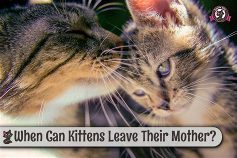 While ann was reading a novel her sister was playing. When Can Kittens Leave Their Mother? | Sweetie Kitty - 2019