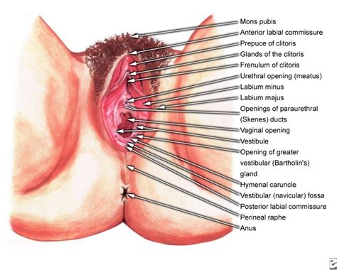 Diagram showing the stomach of a woman wellcome. Female Pubic Anatomy Female Anatomy Genital Human Anatomy ...