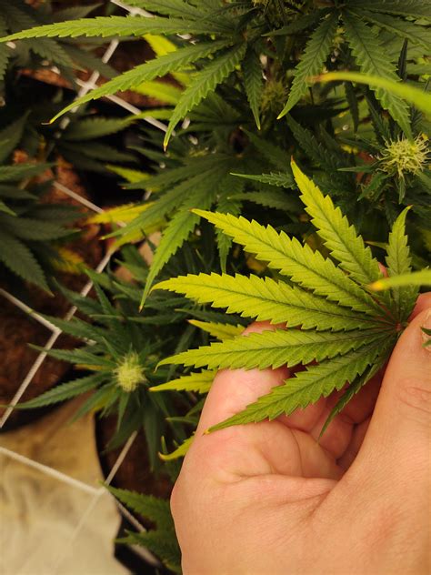 Yellowing marijuana leaves can indicate a variety of common ailments. Leaves yellowing - What does this mean? | Grasscity Forums ...