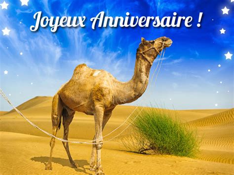 Dromadaire dromadaire cartes anniversaire, voeux. Carte anniversaire enfant dromadaire - Ti bank