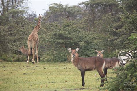 19 guest reviews will help you find your perfect stay. Hotel Review: Lake Naivasha Sopa Resort, Kenya - Wheels On ...