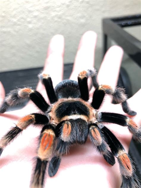 She spends most of her time looking after her snakes, tarantulas, millipedes, geckos, and other exotic animals. mexican red knee tarantulas | Tumblr
