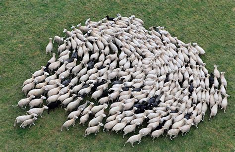 In 2012, the mean flock size for flocks in ireland, which is the country that has the most sheep, was 23.8 head. 22 sublimes photos de troupeaux de moutons