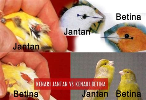 Karo sentabi birds 2 months ago. Perbedaan Burung Kutilang Jantan Dan Betina - Terkait Perbedaan