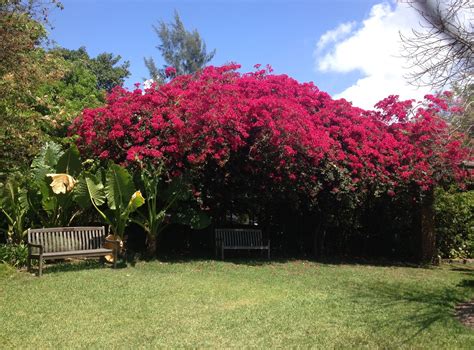 Discover (and save!) your own pins on pinterest Bougainvillea - Fairchild Tropical Garden | Miami gardens ...