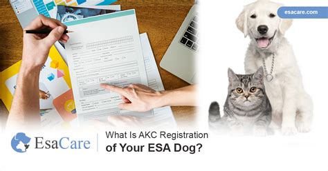 Register your animal, get therapist letters, id & more! What Is AKC Registration of Your ESA Dog - ESA Care