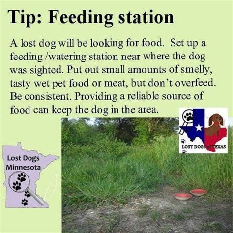 Lost Dog Tips | Losing a dog, Losing a pet, Pet hacks