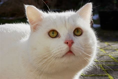 Ilmainen kuvapankki: Valkoinen kissa