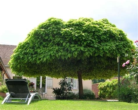 Sie schaffen höhe und struktur und werfen nur wenig schatten. Bäume für den Garten - Tipps & Ideen für große und kleine ...