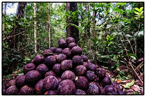 Use your finger to make a slight hole in the center of the soil. Are Brazil nuts the saviors of the Amazon basin? - Forests ...