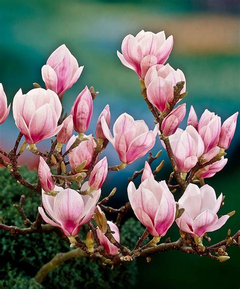 Maybe you would like to learn more about one of these? The meaning and symbolism of the word - «Magnolia»