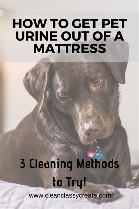 Get an old, dry cloth and dab the stain to remove as much of the liquid as possible. How to get pet urine out of a mattress? Discovering that ...