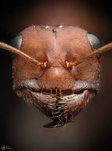 Maybe you would like to learn more about one of these? Pin by Joy on Insects | Amazing macro photography, Ants ...