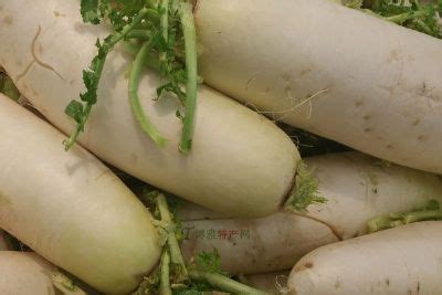 2018臺中世界花卉博覽會 taichung world flora exposition. 潮境萝卜-台山特产潮境萝卜专题
