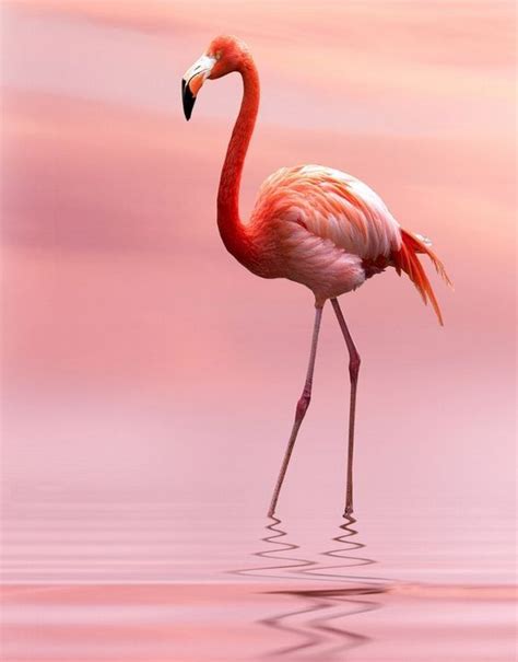 Flamingos or flamingoes /fləˈmɪŋɡoʊz/ are a type of wading bird in the family phoenicopteridae, the only bird family in the order phoenicopteriformes. Pin by Becki Post on Beyoncé Loris 3rd | Flamingo pictures ...