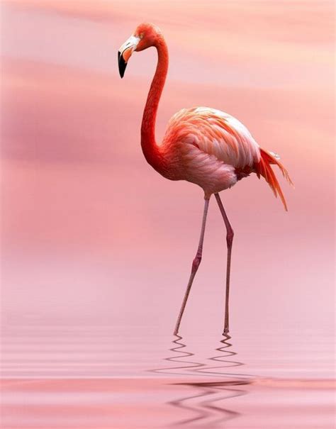 Flamingos are omnivores eating brine shrimp, algae, and snails. Pin by Becki Post on Beyoncé Loris 3rd | Flamingo pictures ...