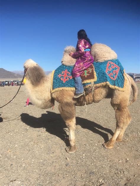 Bactrian camels have two humps! The Bactrian Camel | Reach the World