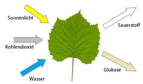 Chloro phyll führen uns durch die einzelnen stationen dieses prozesses und erläutern die entstehung. Photosynthese einfach erklärt + Formel