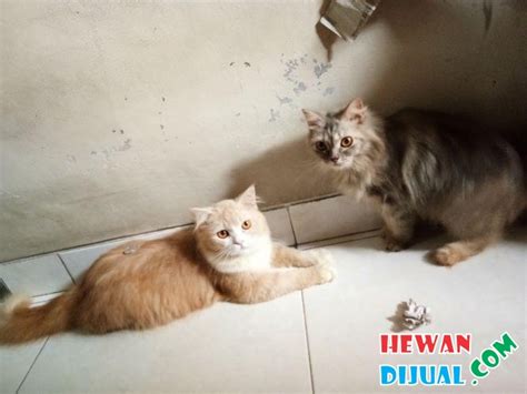 Artinya, mimpi tersebut merupakan hasil campur tangan. Dijual 2 Ekor Kucing Persis Medium (sepasang ...