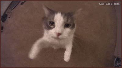 Discover & share this cats gif with everyone you know. In Love GIFs - Find & Share on GIPHY
