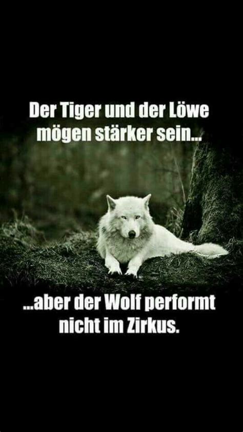 Bleiben sie hungrig, motivierend gym workout zitat wütender wolf poster. Pin von I Bims hier auf Wie wahr | Lustige zitate und ...