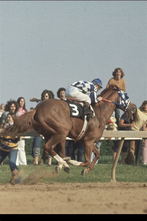 Secretariat horse beautiful horses horse lover animals horse love animals beautiful horses horse racing pets. Secretariat. His heart was 3x larger than the average ...